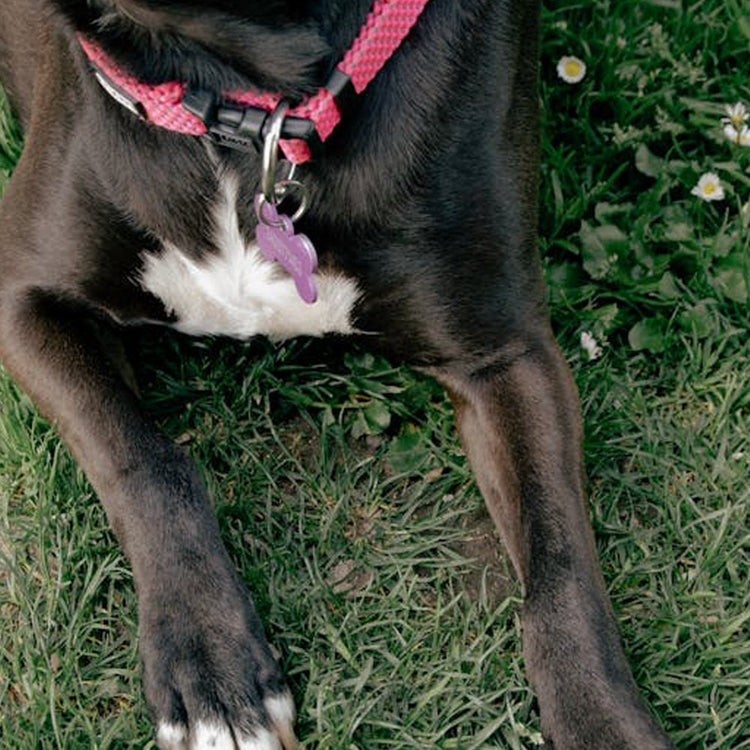 Pet Accessories