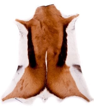 Springbok Hide