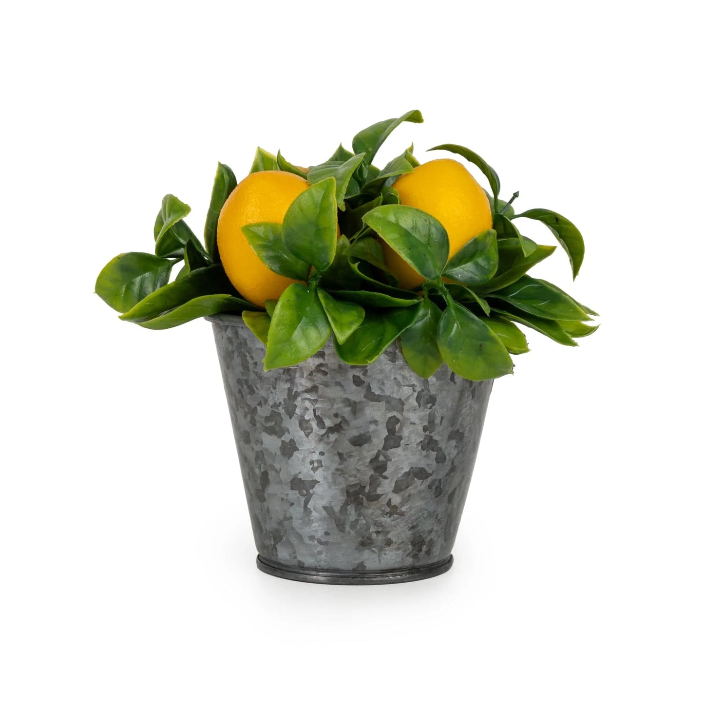 Lemon Plant in Tin Pot 15cm